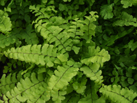 Hardy Fern Adiantum pedatum